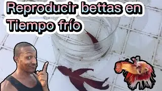Como reproducir peces bettas en tiempo de frío @platinobettaspibul5409