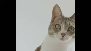 &ldquo;This Cat&rsquo;s Story Will Shock You 😿➡️😺&rdquo;#CatShorts #Viral  #CatVideo #TrendingNow #PetLovers
