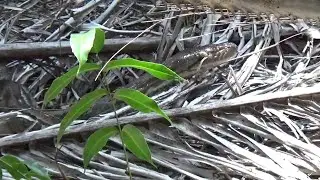 MANCING KETEMU ULAR BESAR