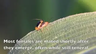 Western Corn Rootworm (WCR) Beetles in Rotated Corn and Soybean Fields