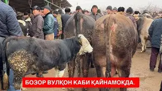 ШАХИДОНДА НАРХЛАР ЎЙНАМОҚДА ЗЎР СЕМИЗ БУҚАЛАР САВДОСИ ЯХШИ БОҚМА БУҚАЛАР. 