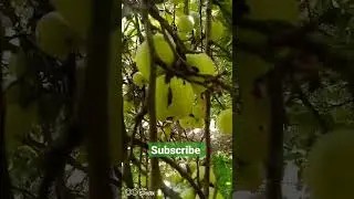 #shorts #viralshorts #shortsvideo #youtubeshorts #shortvideo #shortsfeed #shortsyoutube #appleshorts