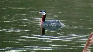 Red-necked Grebe (Podiceps grisegena)