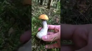 Leccinum versipelle