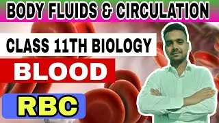 Body Fluids and Circulation | Class 11 Biology Chapter 17 | Full Explanation in Hindi | Antish Educa