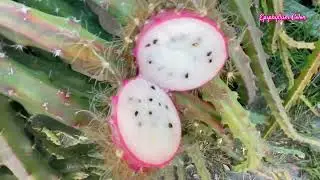 Unknown ID Variety. Its fruit tastes great and smilar to Lychee