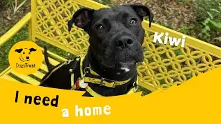 Kiwi the lovely Labrador cross | Dogs Trust West Calder