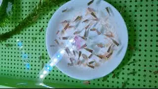 珠鱗金魚成長紀錄