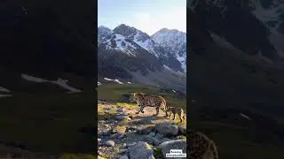 Majestic Mountain Leopards Walking with Adorable Baby Cubs | Rare Wildlife Family Moment