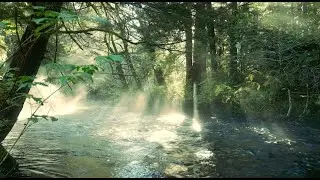 Deep Sleep Jungle River | Nature Sounds for Deep Work & Focus | 10 hours