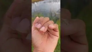 #horror #scary #creepy #ghost #nature #frog #Insects#