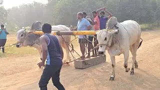 పమిడి అంజయ్య చౌదరి గారి నాలుగు పళ్ళ గిత్తలు.. ప్రత్తిపాడు గ్రామం ప్రత్తిపాడు మండలం గుంటూరు జిల్లా