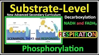 Respiration-5-Substrate-Level Phosphorylation, Decarboxylation, and the Production of NADH and FADH₂