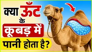 Oont Apane Koobad Mein Paanee Kyon Nahin Balki Charbee Jama Karata Hai? | Pragya Flow