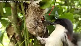 Baby Birds Attacked At Lightning Speed