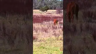 It hasn't eaten enough yet. #horse #grassland #farmers #animals