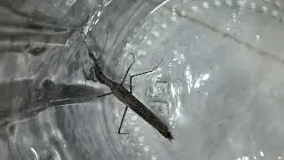 Visitors