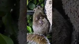 botfly on squirrel