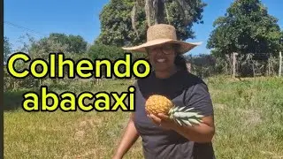 Fui colher uns abacaxi pra fazer um gelado e olha o que aconteceu 😂