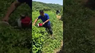 High efficiency tea plucking machine /gasoline hedge trimmer /tea pruner