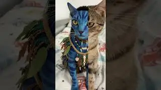 #cat #котофейка #funny #веселыекоты #venom #видосыоткота #кот #kitten #lachat