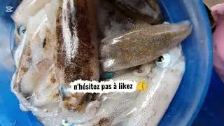 Surprenant 😲 calmars vivants 