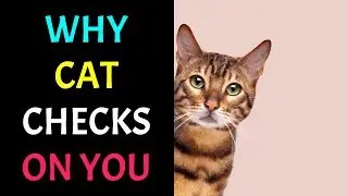 Why Your Cat Keeps Checking on You