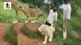 Lion King - Omashola and Kim Oprah play with Lions and Tigers