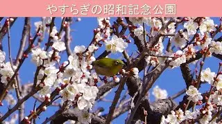 やすらぎの昭和記念公園 2026