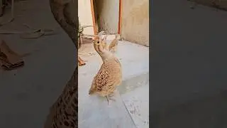 Teetar ki Awaz - Grey Francolin Voice