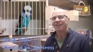 Ser 2 Ep 11   Buying an Outcross