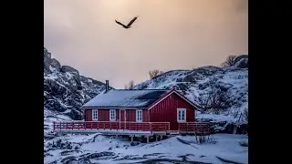 Wings | strayed Melodies