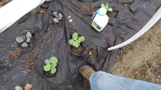 Pest Free Organic Gardening 9 - Slugs eating cabbage, checking black morel mushroom beds
