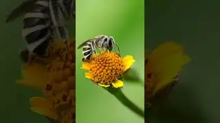 Extreme Macro Videography | Sony 25 Mm | Prosumer Macro Lenses | Mobile Macro Photography