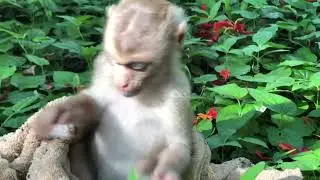 Baby monkey playing with a towel