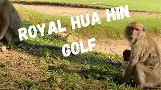 Поле для гольфа Royal Hua Hin (Таиланд) - что это такое?