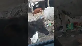 Indian culture very bad #shortsfeed #youtube #trending #youtubeshorts #shorts #trending #yt #viral