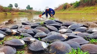 Wow wow wow a lot of big clams in river little water finding by skill fisherman village