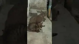 Cat and kittens in cold 🥶 #cats #cat #adoptstrays #straycat #feralcats #catsanctuary #catfamily