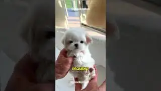 J&aacute; ouviu falar no malt&ecirc;s? #maltes #cachorro #pet #animais #animaisfofos