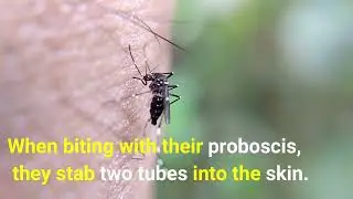 Mosquito Has 47 Teeth