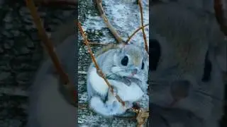 Japanese Dwarf Flying Squirrel #FlyingSquirrel