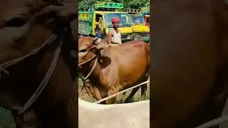 cow unloading on truck #shorts #youtubeshorts