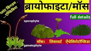 bryophytes plant ||bryophyta in hindi || Bryophyta ke lakshan || bryophyta mosses ||  #bryophyta
