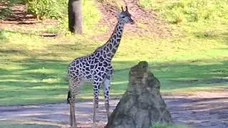 Safari style at animal kingdom 
