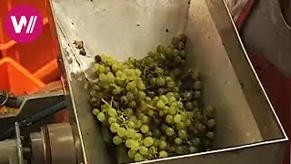 M&uuml;ller-Thurgau - Verwechslung der Rebsorte bei der wohl bedeutendsten Neuz&uuml;chtung