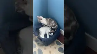 #animal #cat #looping #catlover #loopingfun #cute #loop #kitten #pets #cutecat #shorts