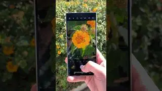 Shooting a Lantana with Samsung Galaxy S24 Ultra: Vibrant Shot