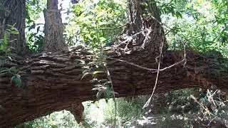Spotlight on Trees: Red Willow (Salix laevigata)- Brea Creek- Orange County- 7/12/19