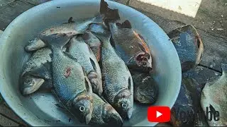S&oacute; PEIXE Gostoso! 😱 Pescaria com Arco e Flecha Feita a Noite